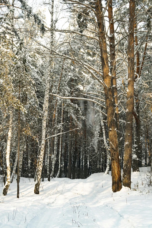 a snow covered forest filled with lots of trees, a portrait, inspired by Ivan Shishkin, pexels contest winner, panorama, brown, grey, birch