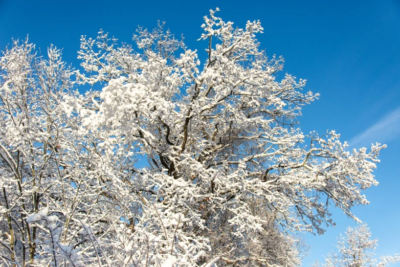 a man riding skis down a snow covered slope, inspired by Édouard Detaille, pexels contest winner, romanticism, giant white tree, elm tree, thumbnail, brown