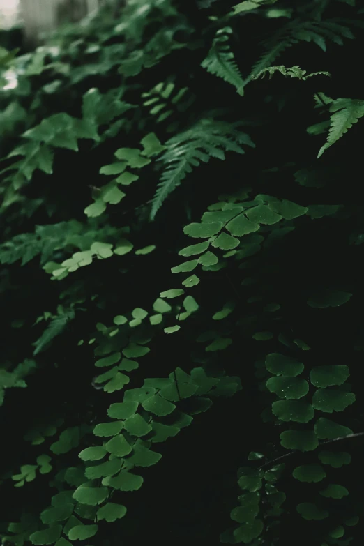 a fire hydrant sitting in the middle of a lush green forest, inspired by Elsa Bleda, unsplash contest winner, fractal leaves, very dark with green lights, zoomed in, ferns
