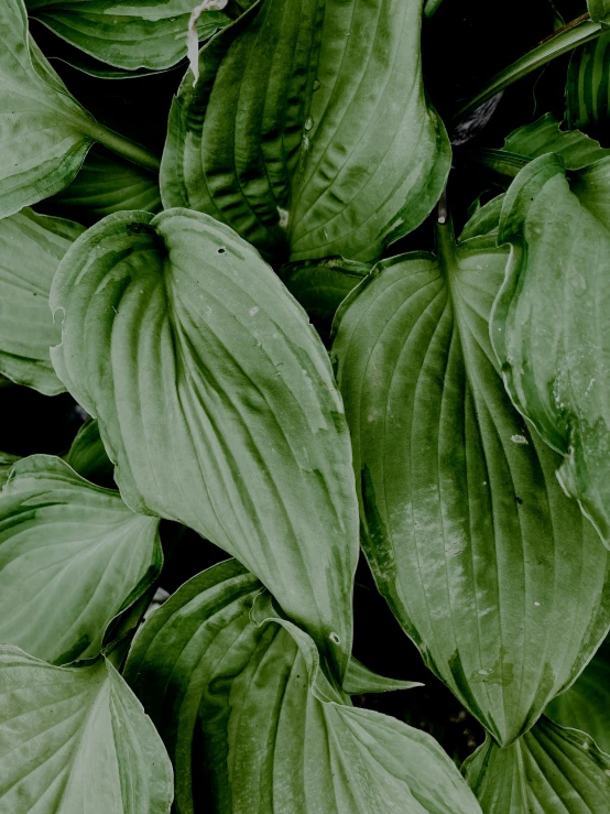 a close up of a plant with green leaves, inspired by Elsa Bleda, trending on unsplash, lily petals, ilustration, grey, ansel ]