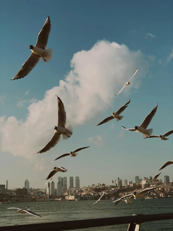 a flock of seagulls flying over a body of water, by irakli nadar, city views, 4 k cinematic photo, istanbul, dan eder