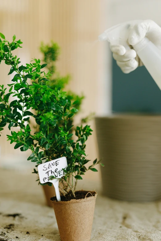 a person using a hand sanitizer to clean a potted plant, inspired by Don Eddy, environmental art, stop motion vinyl figure, hidden message, sweet acacia trees, sustainable materials