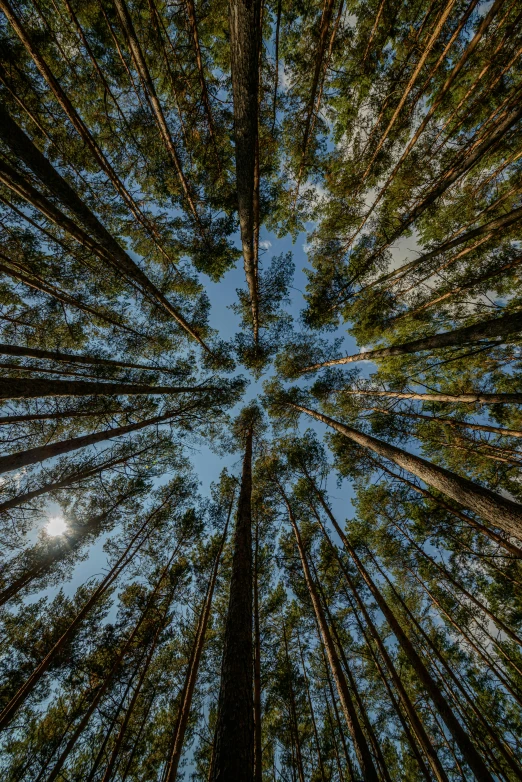 tall pine trees in a forest looking up at the sky, by Jesper Knudsen, unsplash contest winner, ((trees)), fish eye view, circles, panoramic photography