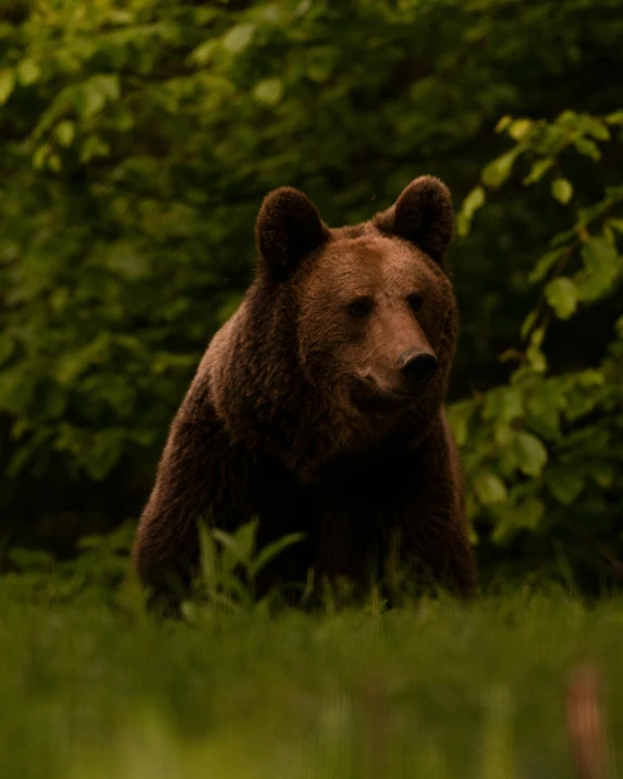 a brown bear walking through a lush green forest, by Attila Meszlenyi, calmly conversing 8k, lgbtq, dark photo