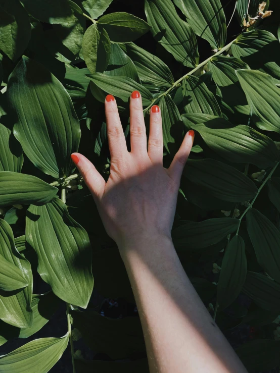 a close up of a person's hand near a plant, inspired by Elsa Bleda, trending on pexels, green bright red, porcelain skin ”