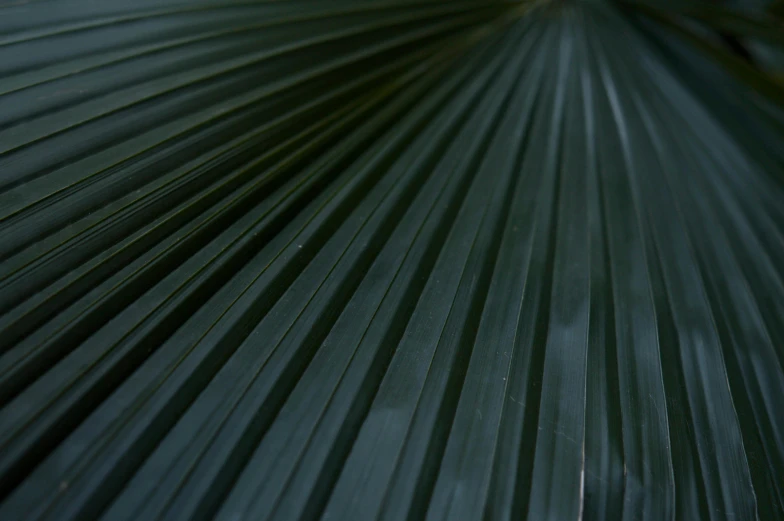 a close up view of a palm leaf, unsplash, hurufiyya, 3 5 mm slide, dark green, medium format, blurred