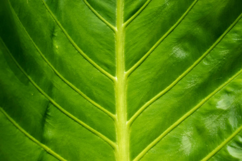 a close up of a large green leaf, by Jan Rustem, pexels, hurufiyya, a large, panels, low detail, where a large