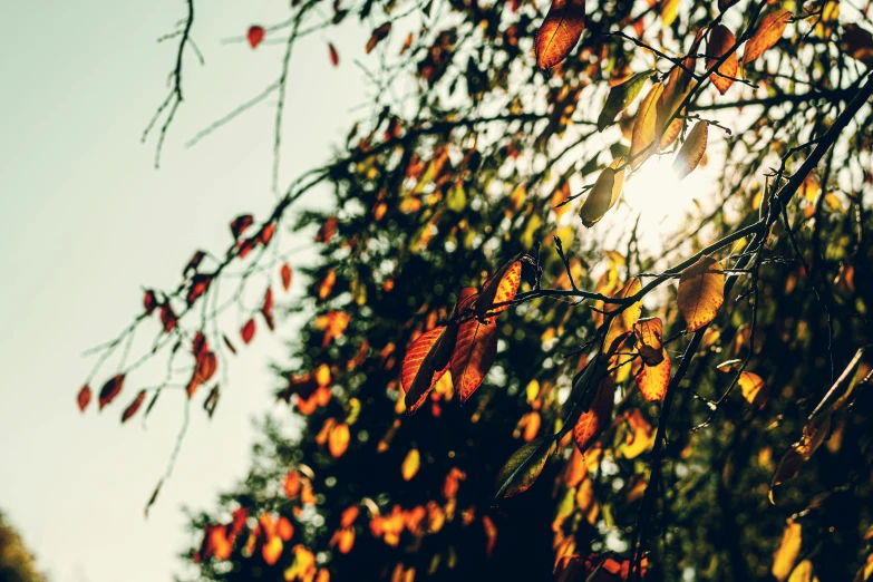 the sun shines through the leaves of a tree, inspired by Elsa Bleda, unsplash, visual art, autum, instagram picture, mixed art, instagram post