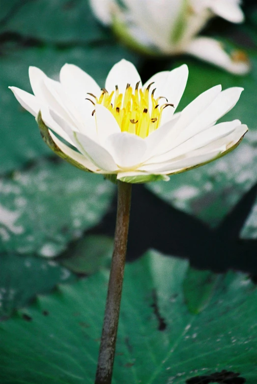 a white flower sitting on top of a green leaf, lily pads, on location, exterior, photograph