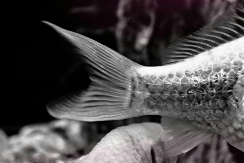 a close up of a person holding a fish, a black and white photo, trending on pexels, 2 4 0 p footage, fish scales, goldfish, monochrome 3 d model