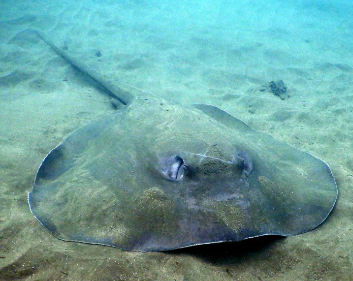 a stingper is laying on the sand in the ocean, a portrait, by Eva Gonzalès, flickr, mingei, volumeric ghostly rays, photograph credit: ap, sports photo, buffalo