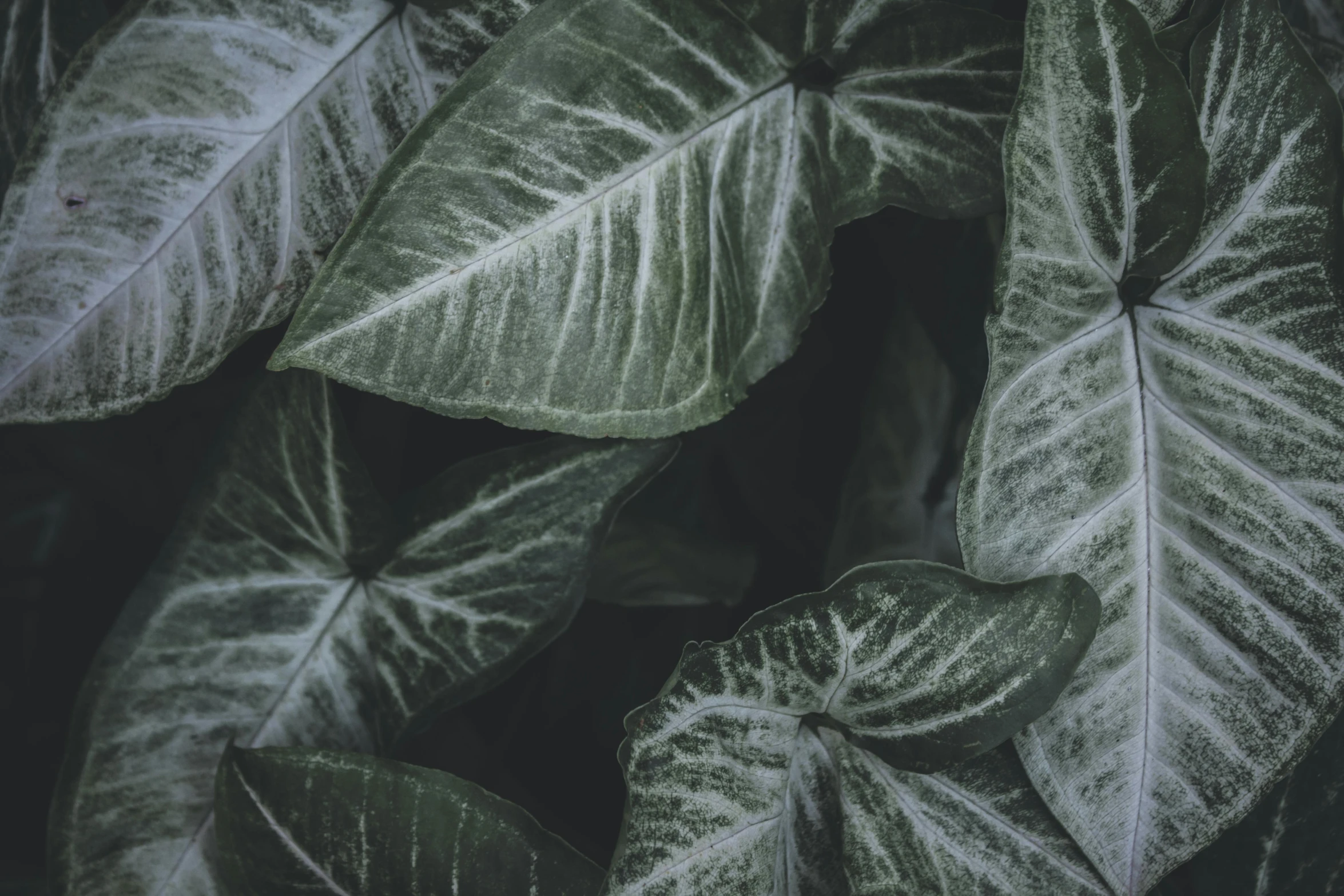 a close up of a plant with green leaves, a black and white photo, inspired by Elsa Bleda, pexels contest winner, gray mottled skin, lush jungle, background image, foliage clothing