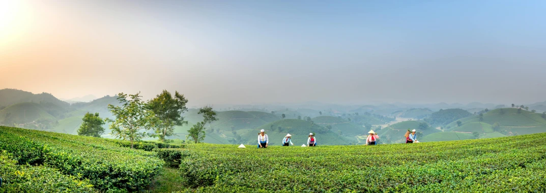 a group of people standing on top of a lush green hillside, by Sudip Roy, pexels contest winner, sumatraism, teapots, avatar image, panoramic, assam tea garden setting