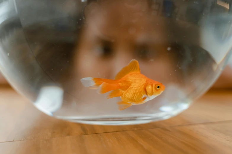 a close up of a fish in a bowl on a table, by Adam Marczyński, pexels contest winner, innocent face, orange head, female floating, oscar winning