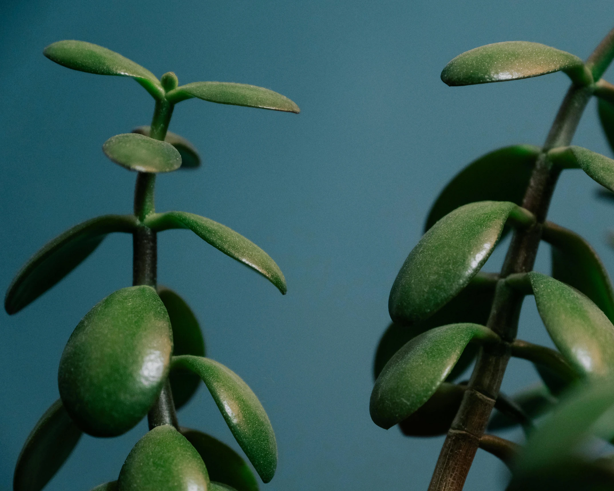 a close up of a plant with green leaves, by Elsa Bleda, trending on pexels, photorealism, two organic looking towers, scales made of jade, with a blue background, adult pair of twins