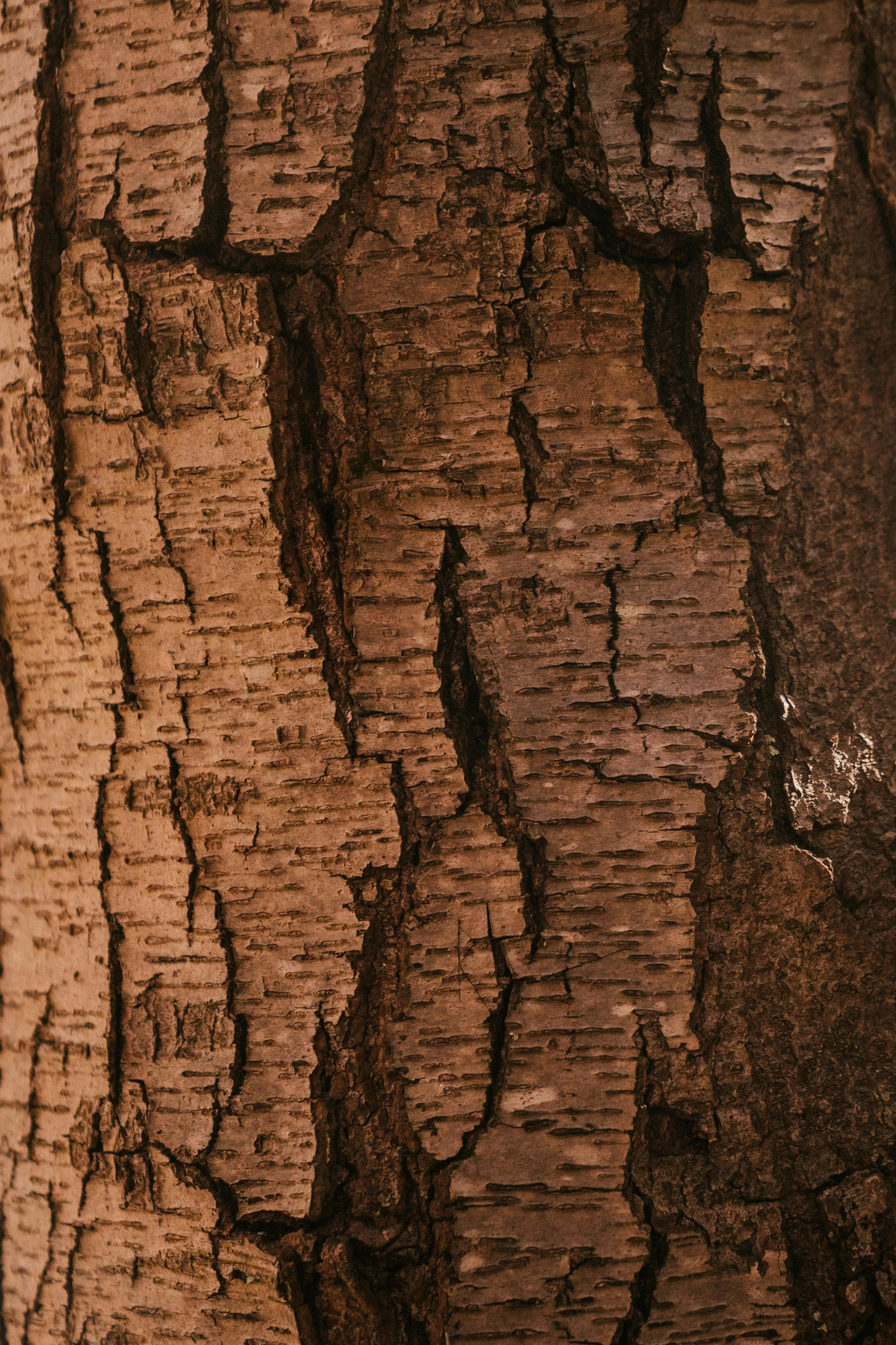 a close up of the bark of a tree, an album cover, by Rudolf Schlichter, trending on pexels, australian tonalism, brown, embers, made of wood, upset