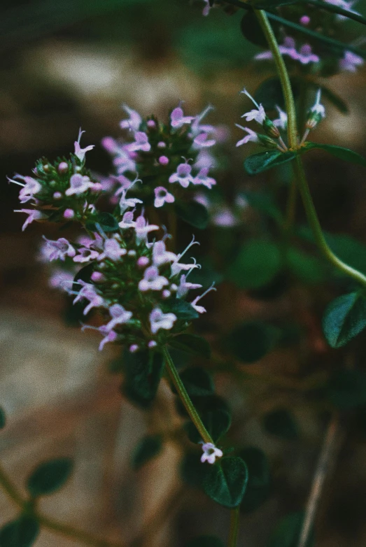 a close up of a plant with purple flowers, a macro photograph, by Elsa Bleda, unsplash, mint leaves, quaint, cliffside, a high angle shot