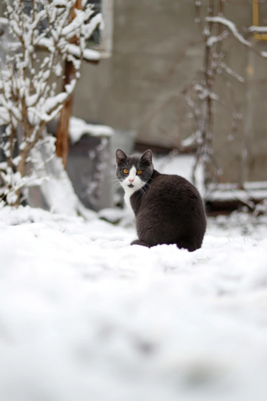 a black and white cat sitting in the snow, by Ivan Grohar, in a suburban backyard, 8k)), grey, standoff