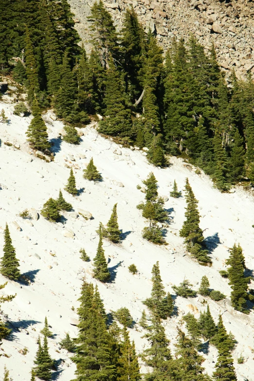 a man riding a snowboard down a snow covered slope, land art, trees growing on its body, from 1 0 0 0 feet in distance, sparse vegetation, crowds