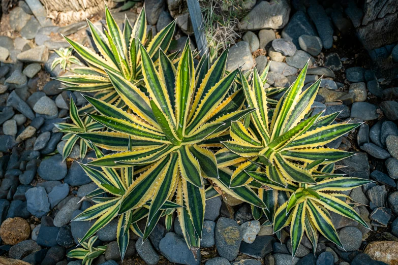 a couple of plants sitting on top of a pile of rocks, spiky, aerial iridecent veins, margay, full frame image