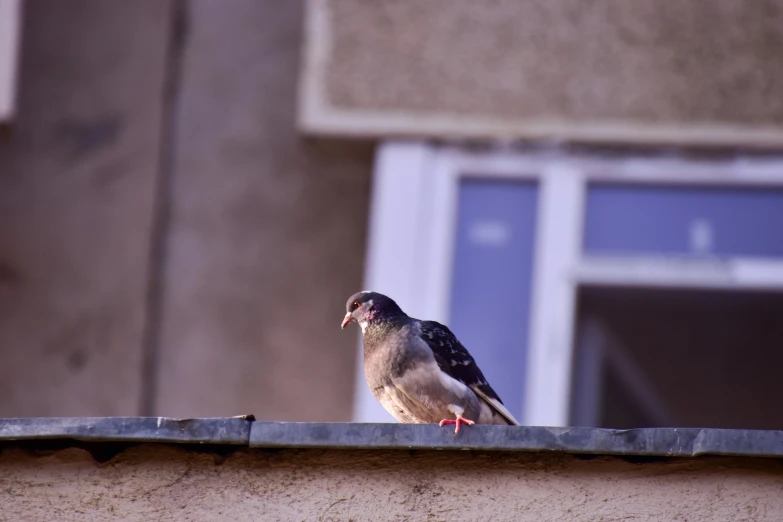 a pigeon sitting on the edge of a building