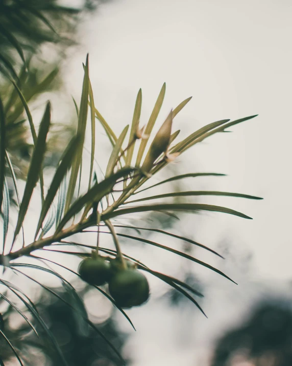 a close up of a tree branch with fruit on it, trending on unsplash, hurufiyya, pines symbol in the corners, olive green, profile image, multiple stories