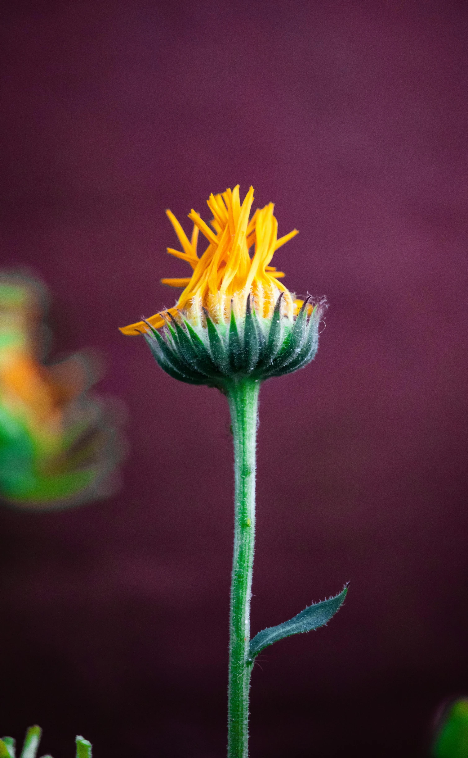 a yellow flower sitting on top of a green plant, a macro photograph, by Jan Rustem, renaissance, made of colorful dried flowers, orange teal lighting, chrysanthemum eos-1d, tall