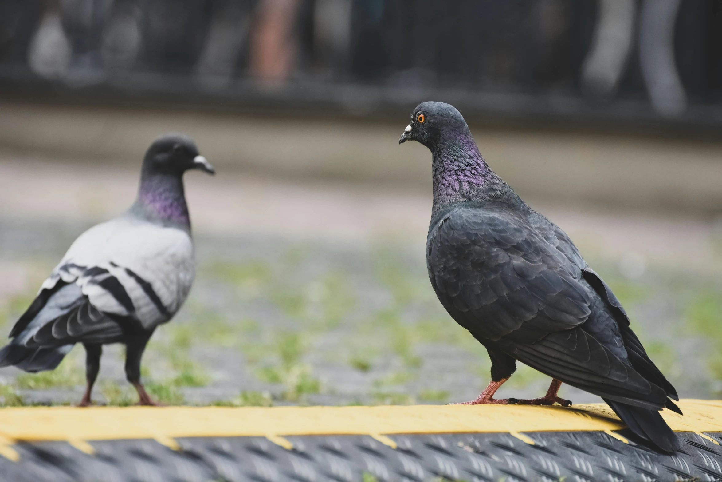 a couple of birds that are standing in the grass, pexels contest winner, photorealism, on sidewalk, pigeon, concert, 🦩🪐🐞👩🏻🦳