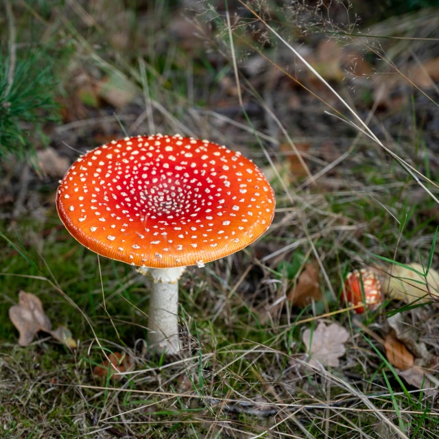 a close up of a mushroom on the ground, a stipple, by Dietmar Damerau, pexels, amanita myscaria, vivid realistic colors, spotted ultra realistic, vivid vibrant colors