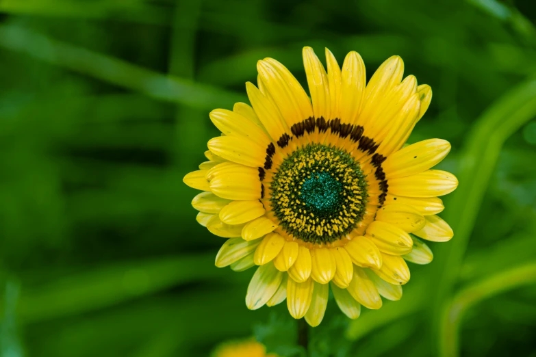 a close up of a yellow flower with a green center, by Jan Rustem, pexels contest winner, fan favorite, partly sunny, various posed, highly ornamental