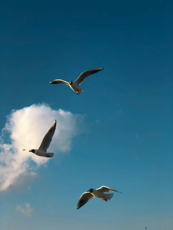 a flock of seagulls flying through a blue sky, a picture, by Jan Tengnagel, pexels contest winner, minimalism, three birds flying around it, running and falling on clouds, bird\'s eye view, seaside