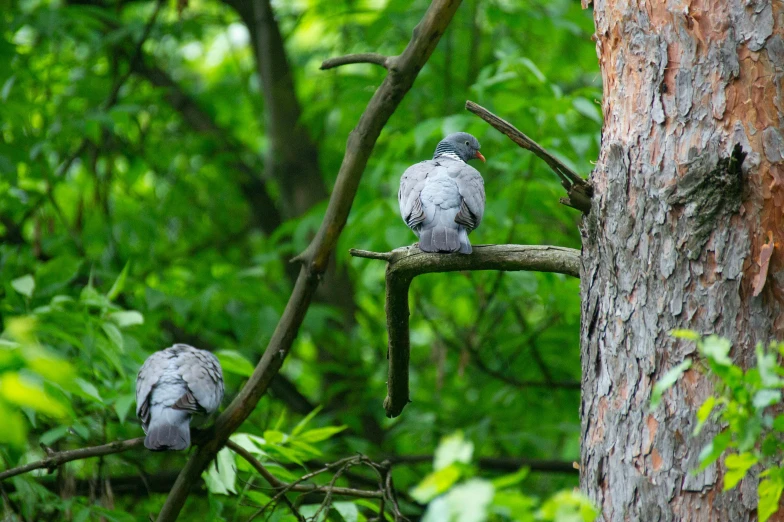 a couple of birds sitting on top of a tree branch, pexels contest winner, hurufiyya, majestic big dove wings, head down, ukraine. photography, political meeting in the woods