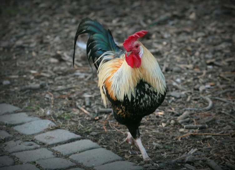 a close up of a rooster on the ground, by Jan Tengnagel, pexels contest winner, fan favorite, standing elegantly, australian, tail raised