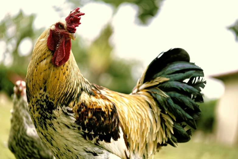 a rooster standing on top of a lush green field, an album cover, unsplash, renaissance, chicken feathers, close-up photo, australian, getty images