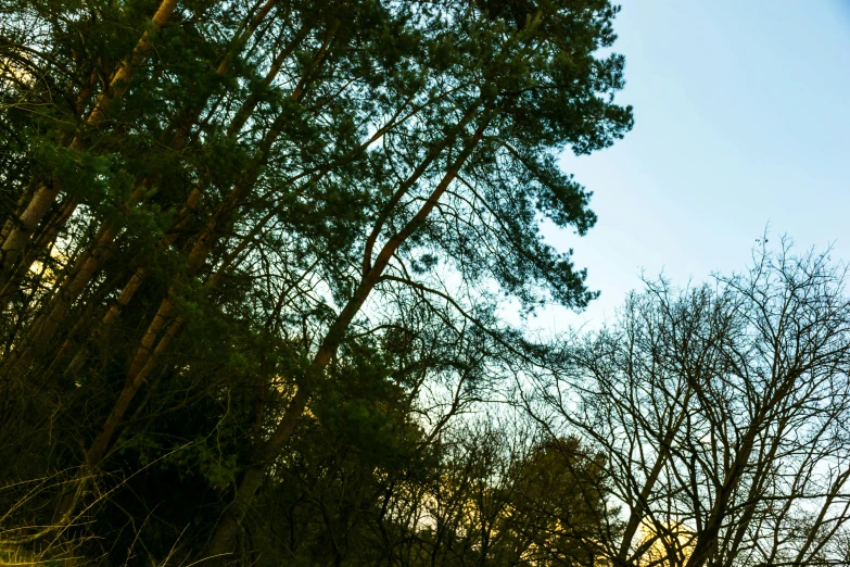 a red fire hydrant sitting on the side of a road, a picture, unsplash, romanticism, ((trees)), view from below, caledonian forest, evening light