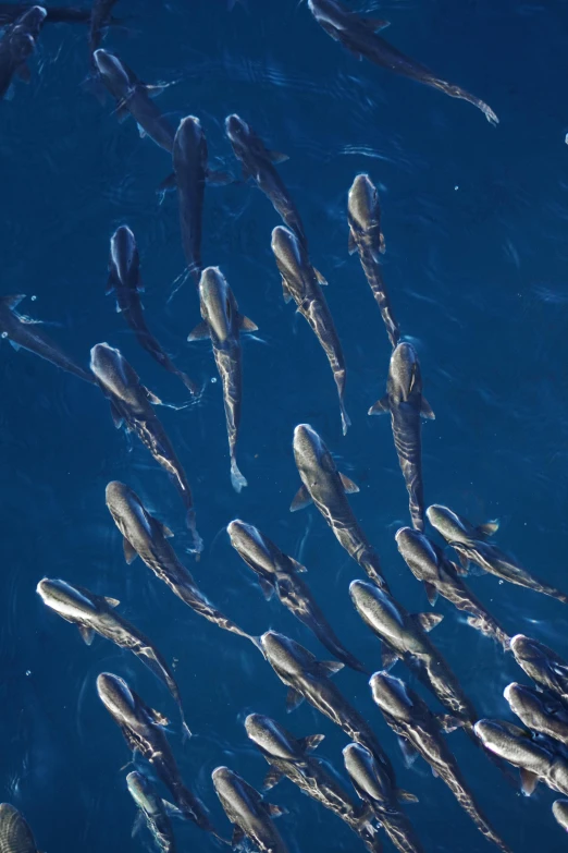 a group of fish swimming in a body of water, taken from a plane, courtesy mbari, family dinner, sun lit