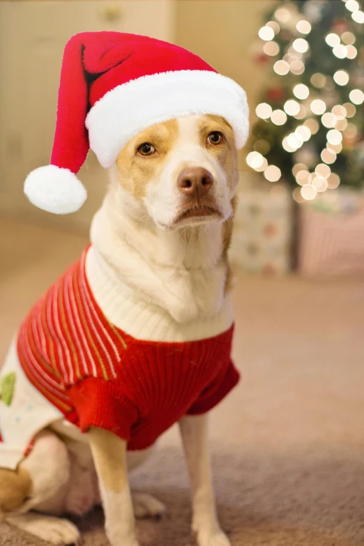 a dog wearing a sweater and a santa hat, looking towards the camera, promo image, gif, f / 2 0