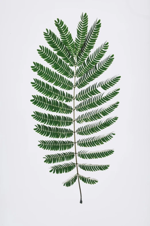 a fern leaf on a white background, by Peter Churcher, 165 cm tall, microchip leaves, exotic trees, vivid)