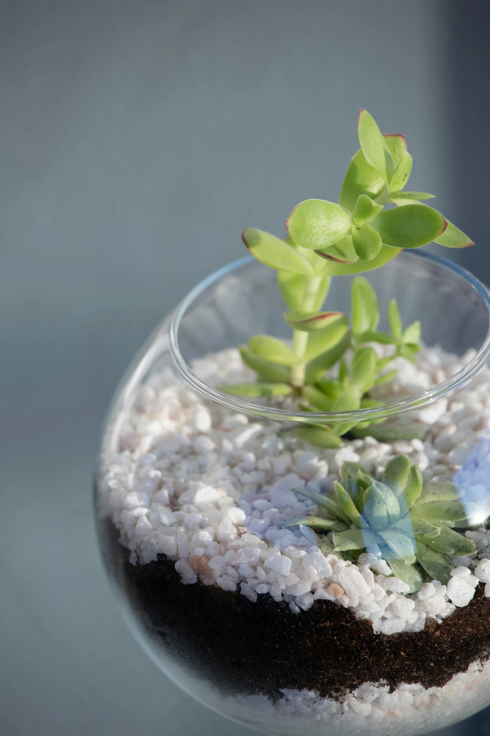 a close up of a plant in a glass vase, maroon and blue accents, mini planets, highly detailded, slate