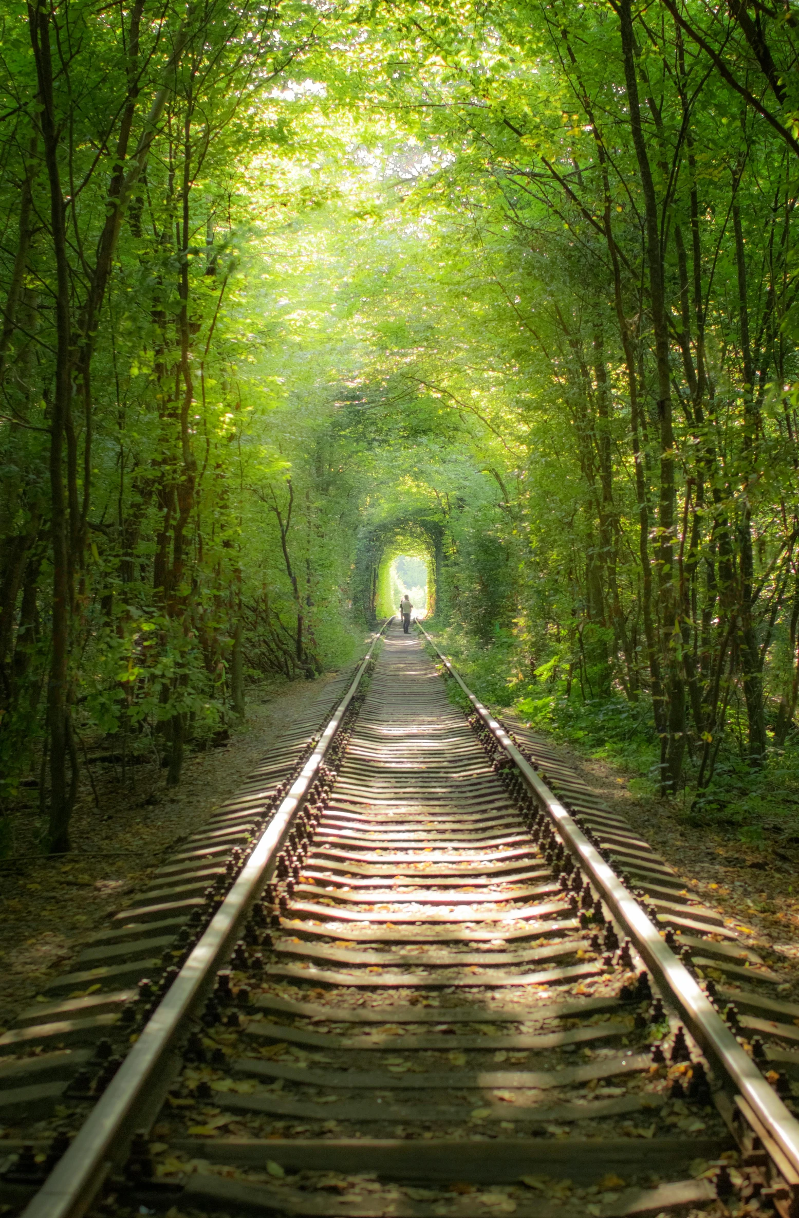 a train track in the middle of a forest, renaissance, green alley, wonderland portal, highly upvoted