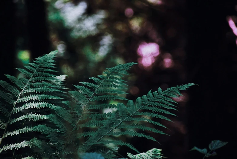 a red fire hydrant sitting in the middle of a forest, inspired by Elsa Bleda, unsplash, psychedelic fern, soft light 4 k in pink, shot on hasselblad, obscured underexposed view