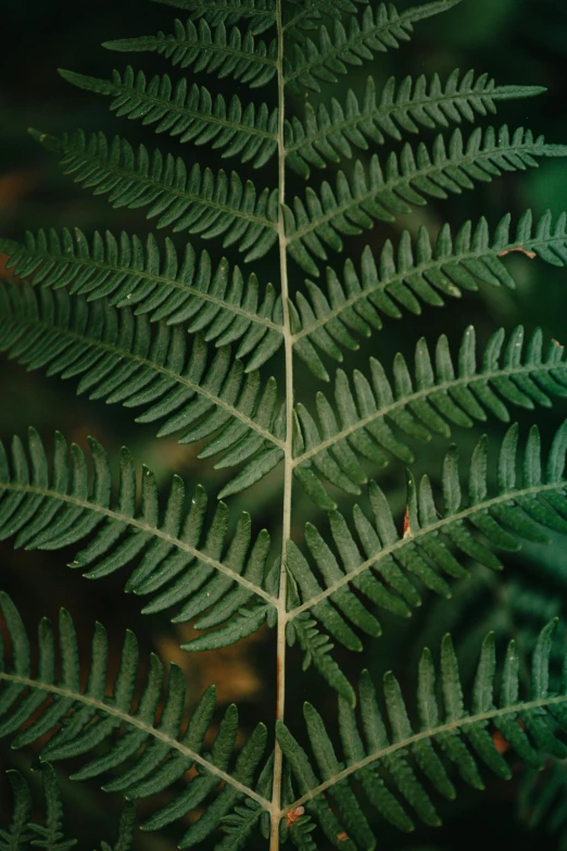 a close up of a fern leaf on a dark background, an album cover, by Robert Brackman, renaissance, in 1 9 9 5, woo kim, ( ( photograph ) ), mint
