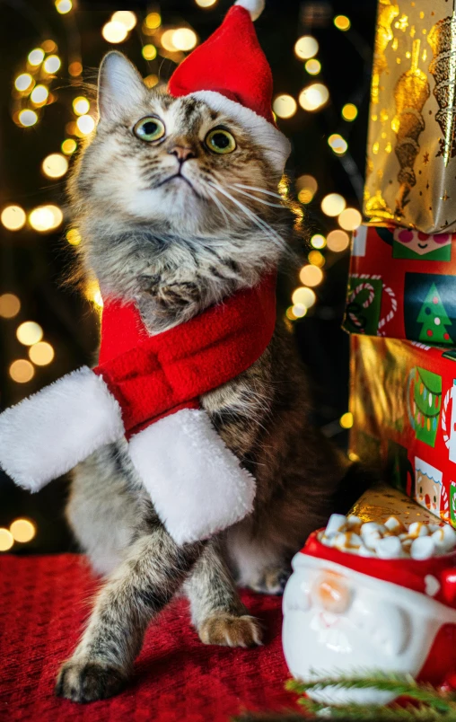 a cat wearing a santa hat and scarf, a portrait, by Julia Pishtar, pexels, giving gifts to people, ultrawide image, puffy, ca