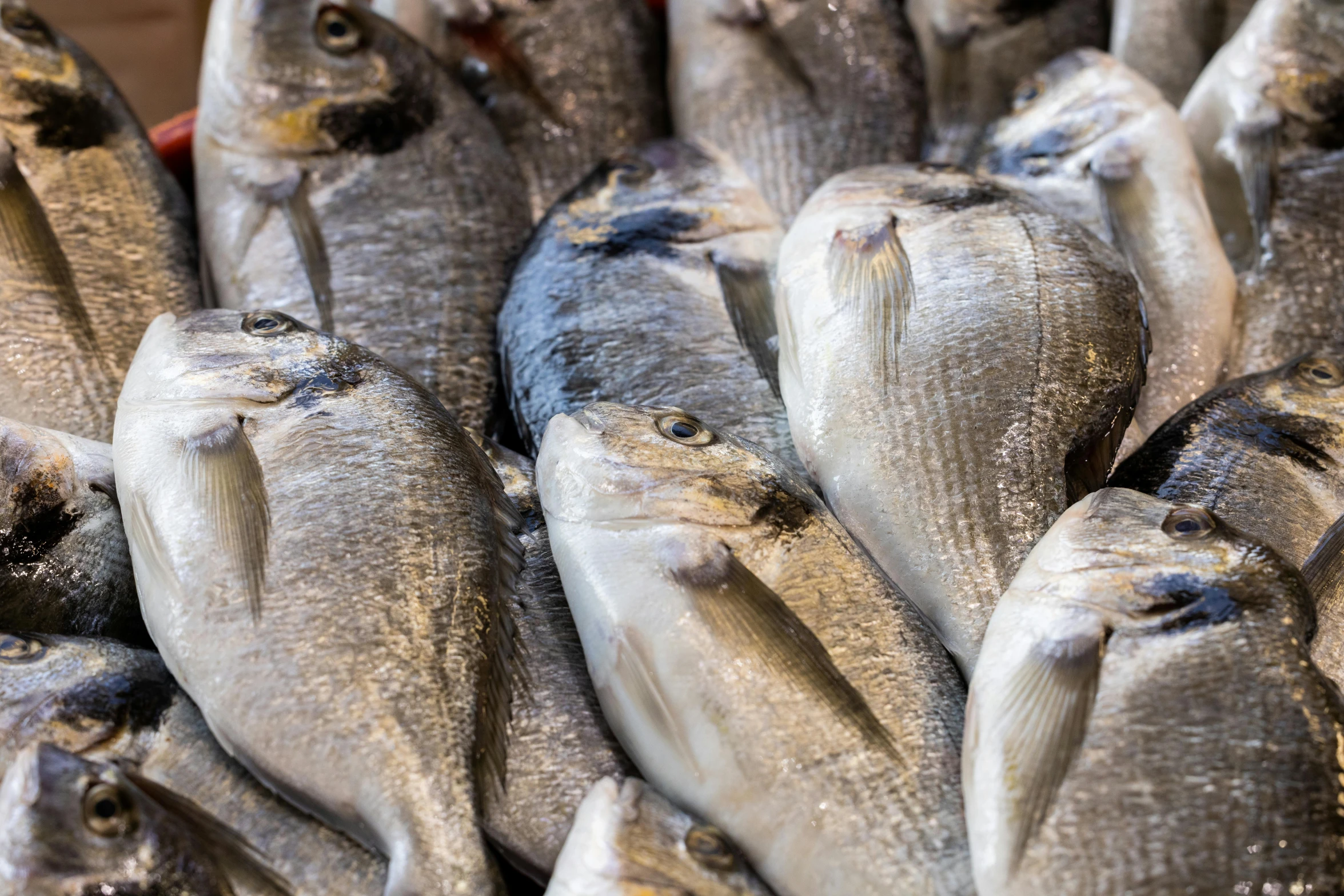 a bunch of fish sitting on top of a table, by Yasushi Sugiyama, trending on unsplash, renaissance, traditional corsican, photo of head, gray, cel shad