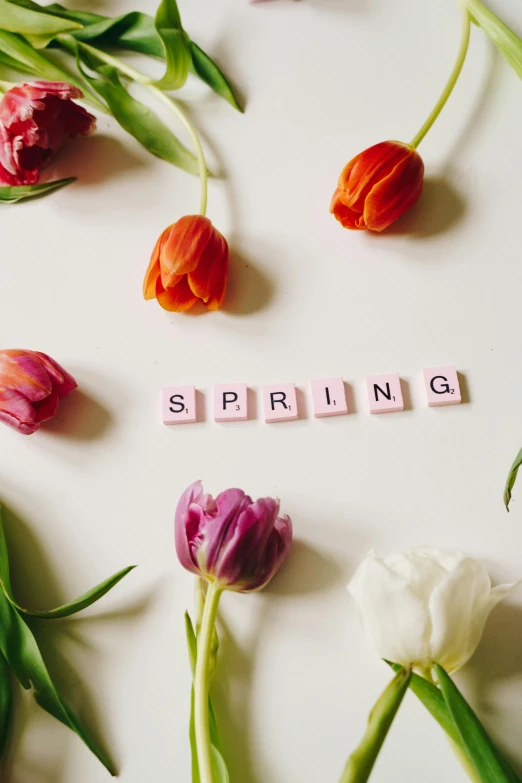 the word spring spelled in scrabbles surrounded by tulips, trending on unsplash, happening, squares, porcelain skin ”, thumbnail, promotional image