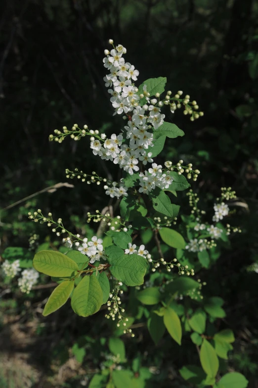 a bush with white flowers and green leaves, softly - lit, nothofagus, botanical herbarium, wisconsin