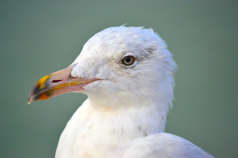 a close up of a white bird with a yellow beak, a portrait, by Mandy Jurgens, pexels contest winner, seagull, albino, today\'s featured photograph 4k, pallid skin