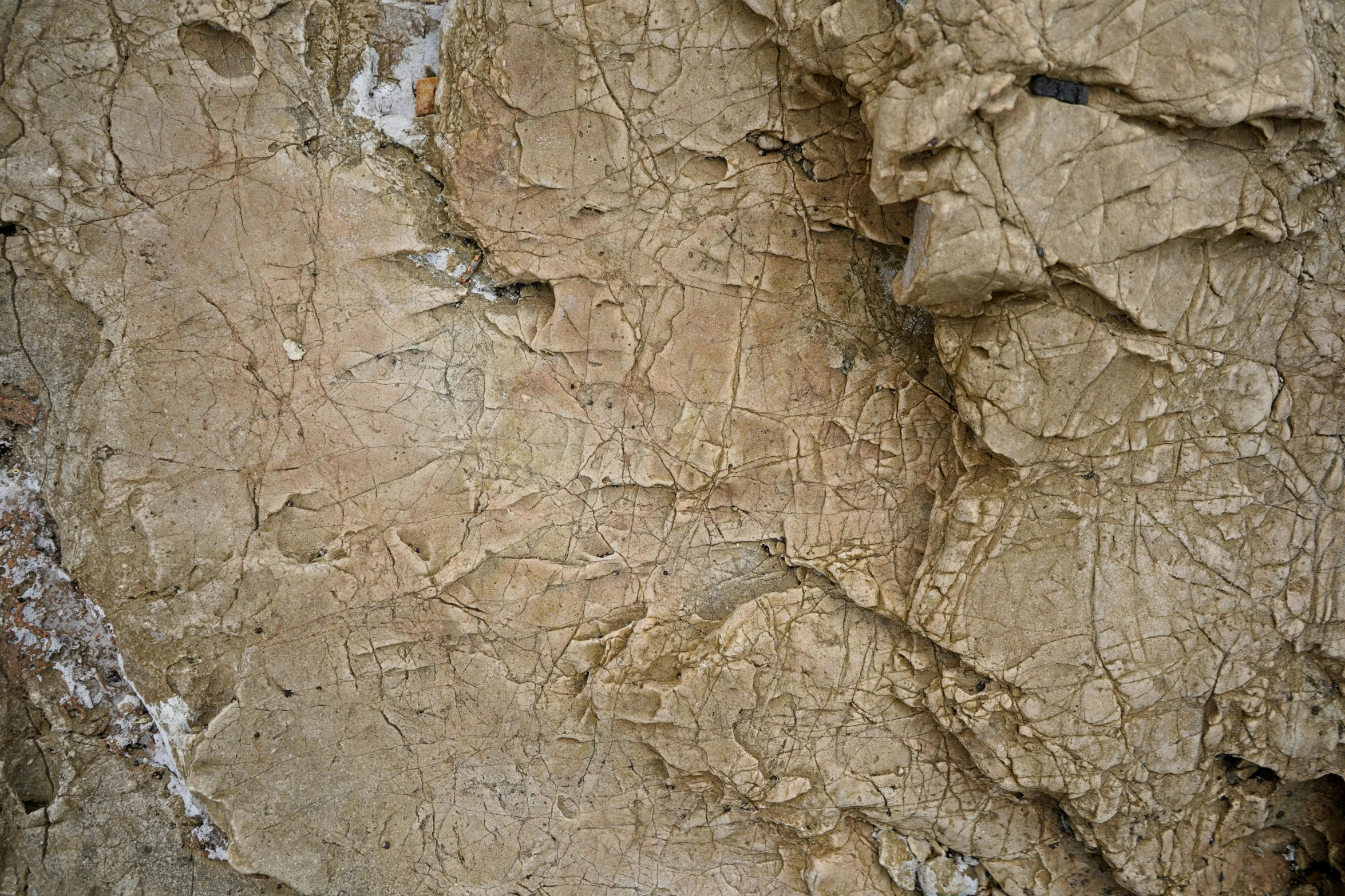 a close up of the bark of a tree, an album cover, inspired by Antoni Tàpies, unsplash, graffiti, beige, found in a cave made of clay, highly realistic bump map, background image