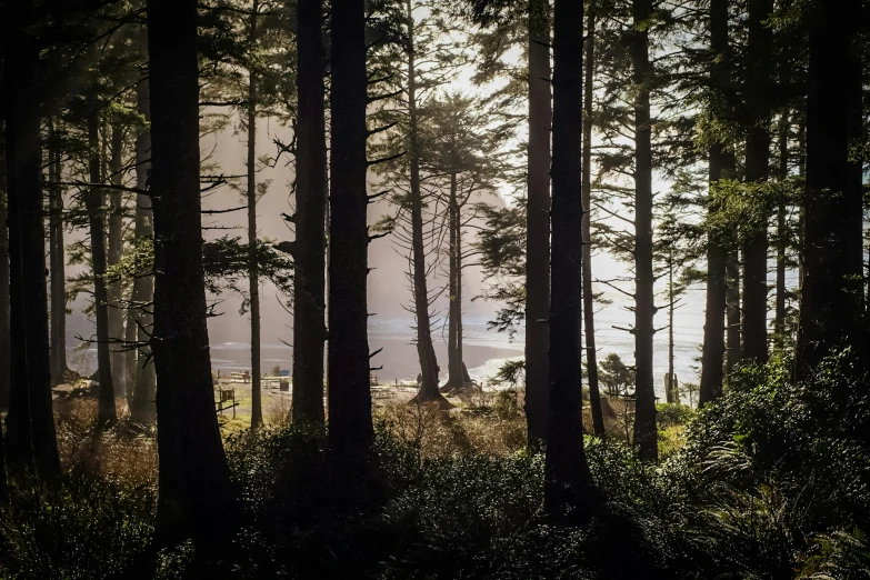 a forest filled with lots of tall trees, a picture, by Jessie Algie, unsplash contest winner, looking out at the ocean, hard morning light, ((trees)), washington