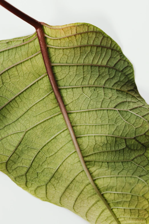 a close up of a leaf on a white surface, big leaves and stems, zoomed out to show entire image, sustainable materials, ignant